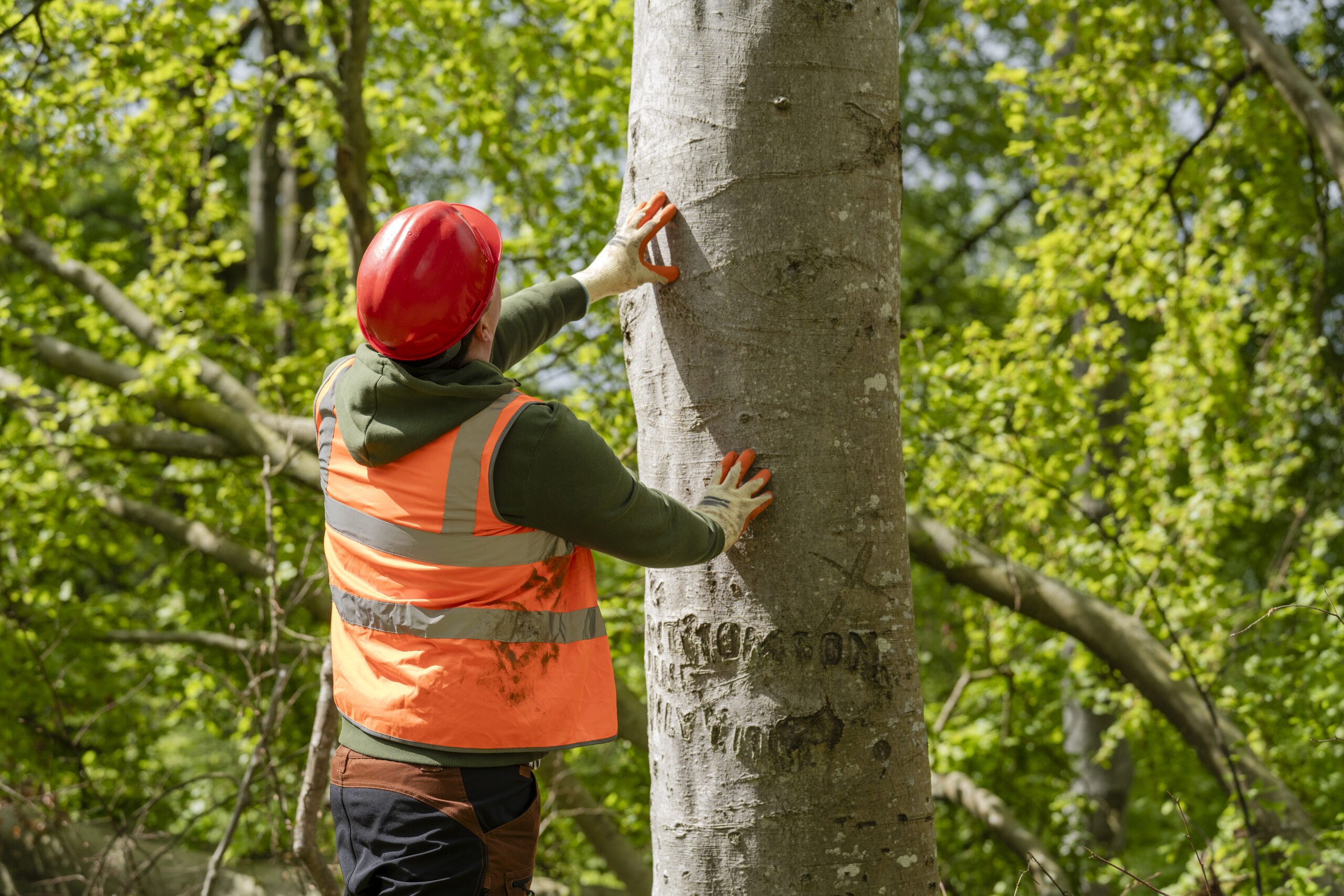 Residential Tree Care