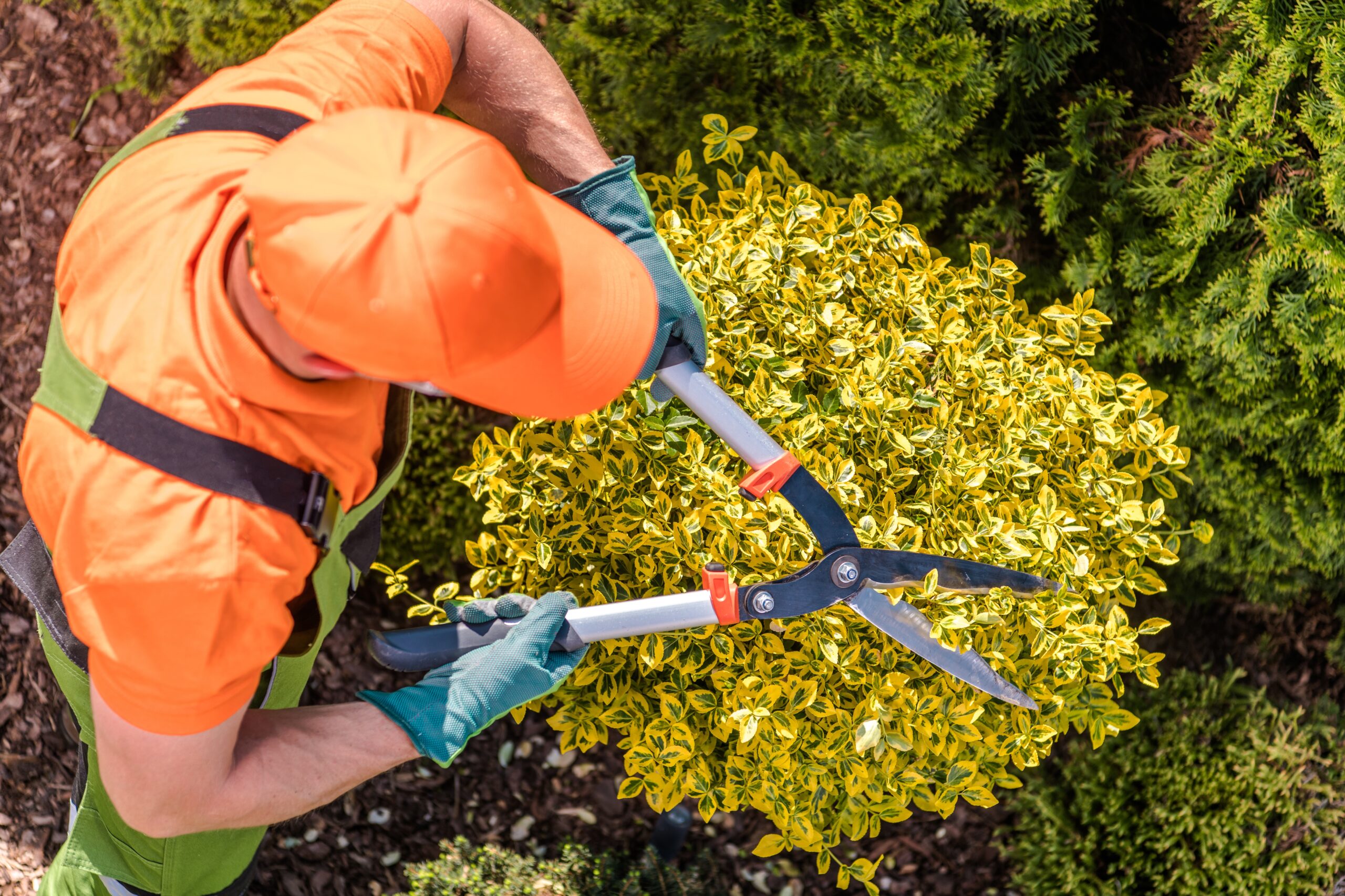 Shrub Trimming