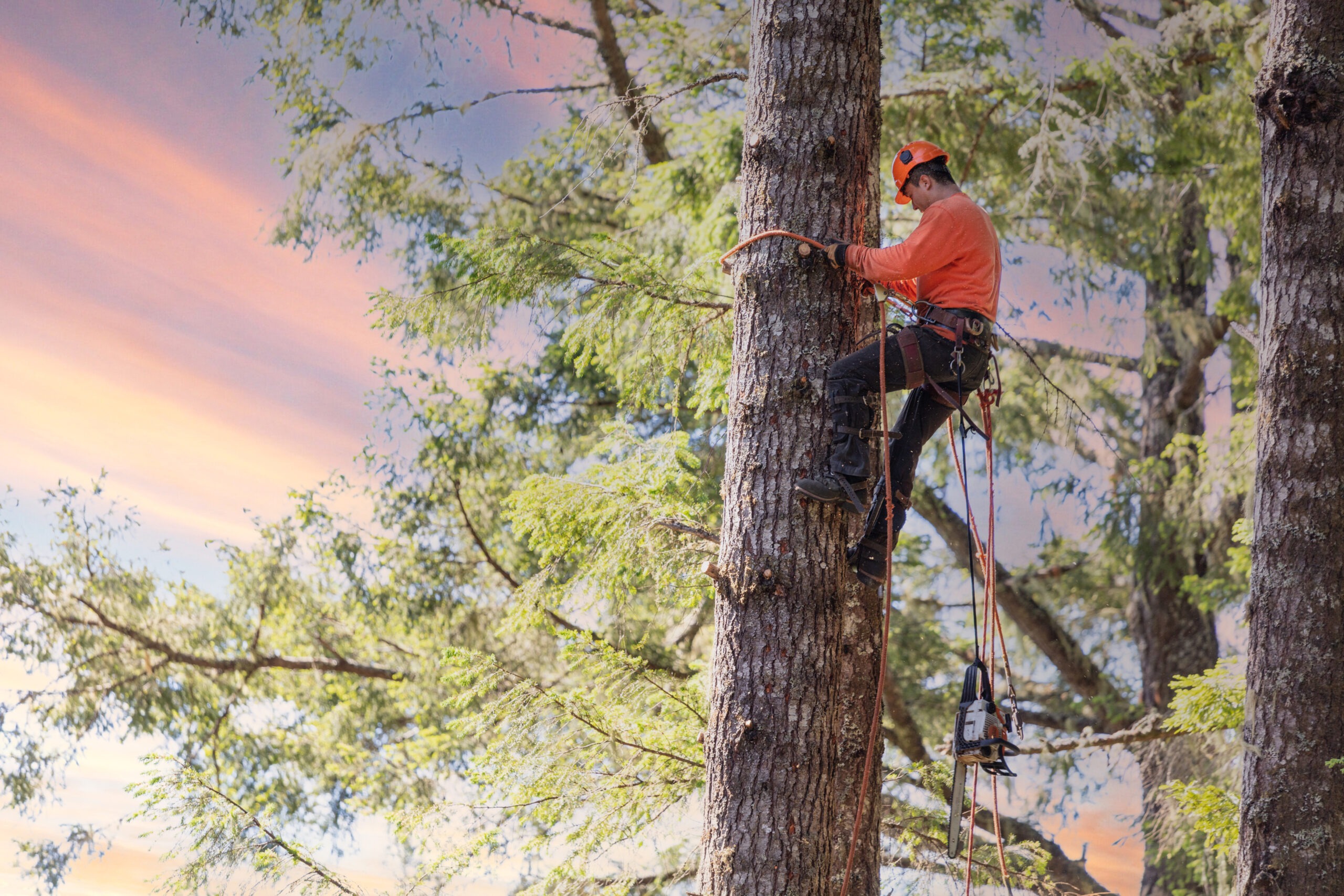 Commercial Tree Care