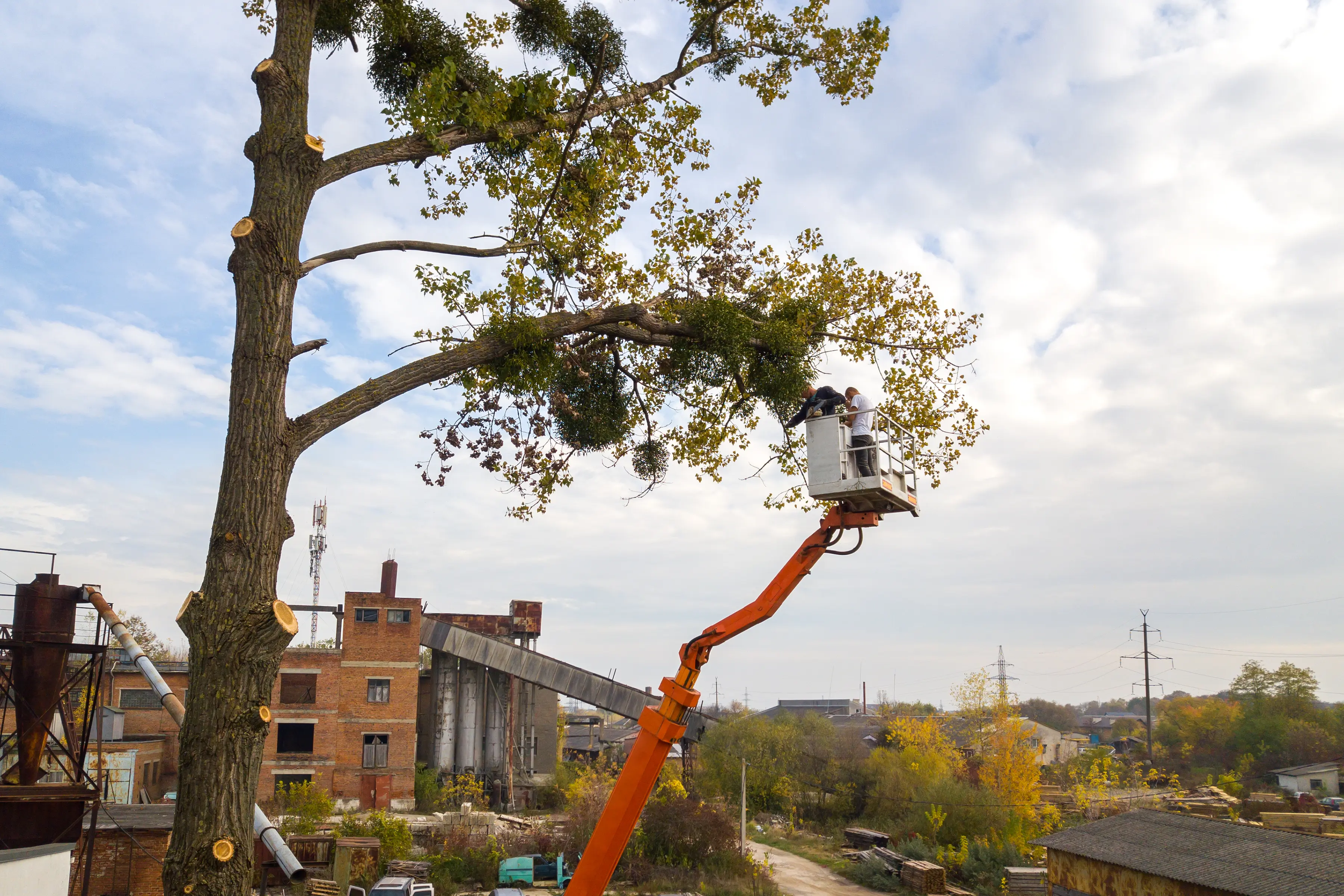Featured image for “The Best Time to Trim Trees in Greater Cleveland”