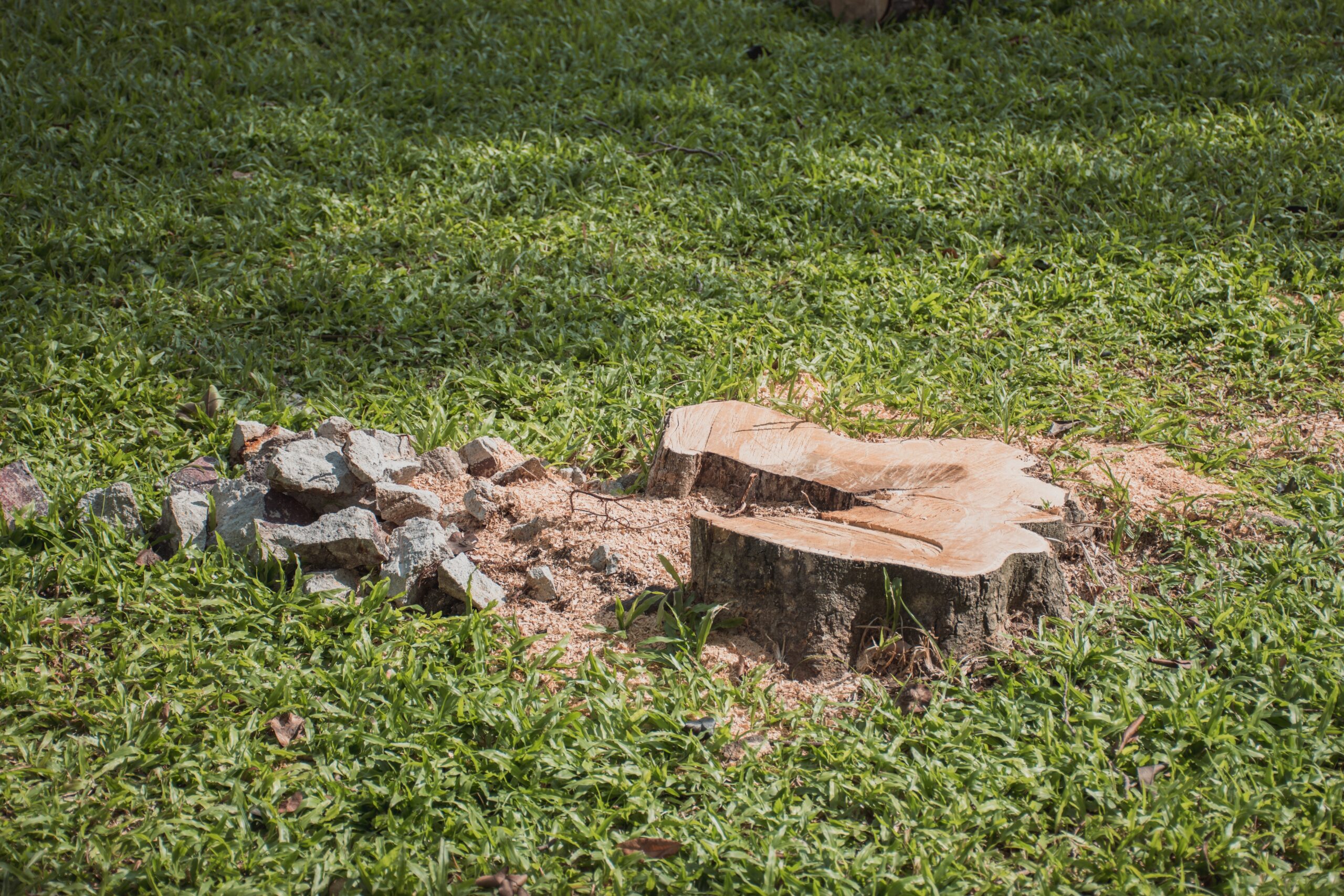 Featured image for “Tree Stumps: Why They’re More Dangerous Than You Think”