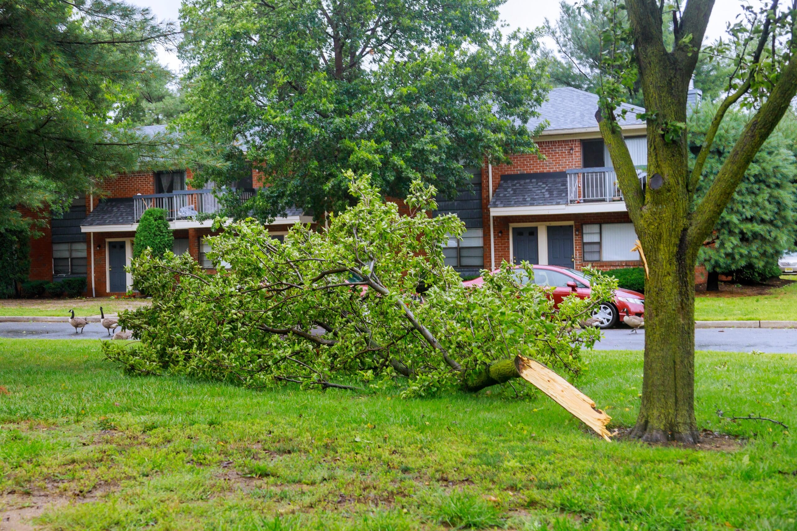Featured image for “Storm Damage Tree Cleanup: What to Do Before and After the Storm”
