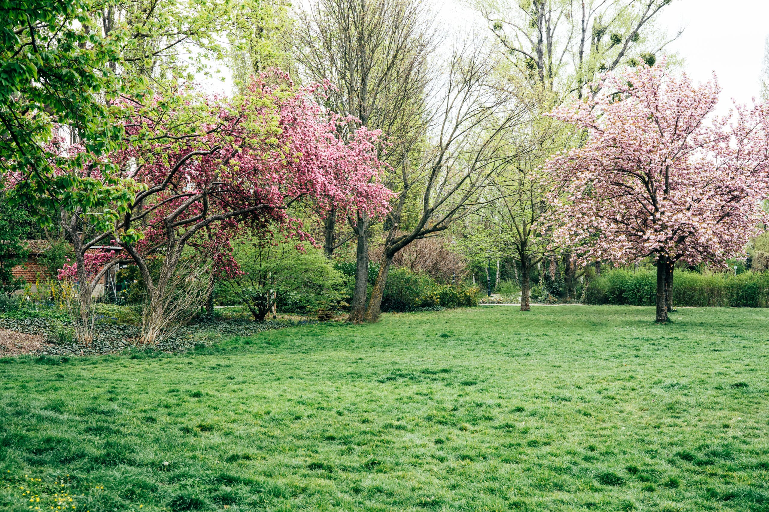 Featured image for “Spring Cleanup Guide: What Your Yard Needs Before the Growing Season”